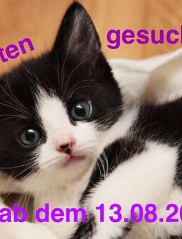 Suchen ab dem 13.08. ein schwarz-weißes Kitten weiblich - Schaafheim