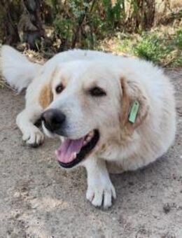 JOHNSON - sucht dringend ein Zuhause - Aerzen