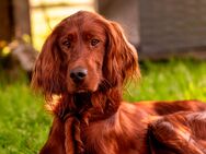 Irish-Setter-Welpen - Bad Zwesten