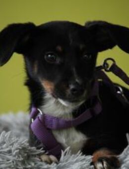 Darf ich vorstellen Prinzessin Elisa - Hagen (Stadt der FernUniversität)