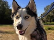 Thor - erzogener Siberian Husky sucht - Berlin