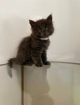 Maine Coon Mix Kitten - Villingen-Schwenningen