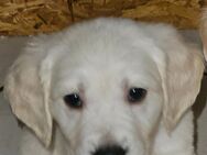 Goldene Retriever Welpen suchen ein Zuhause - Much