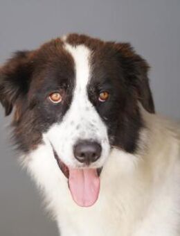 Almar auf Pflegestelle in Hessen - Bad Vilbel