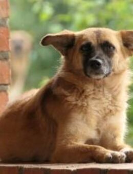 Sanfte und liebe Flurina - Kallmünz