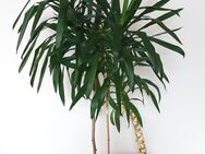 Yucca Palme – 177 cm hoch – großer Topf – nur Selbstabholung - Düren