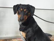 Bibbi sucht ein Zuhause - Elsenfeld