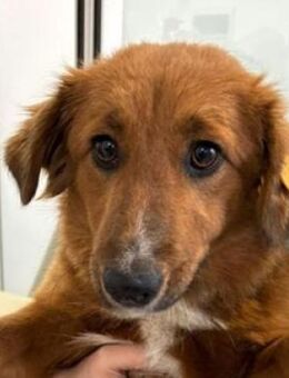 MELLI braucht dringend Hilfe - Hof