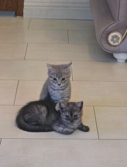 BKH-Kitten suchen ein liebevolles Zuhause - Iserlohn