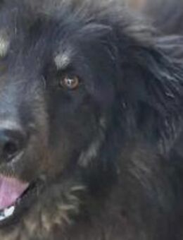 Romero ist ein freundlicher Hundebub 🐾 - Elsdorf (Nordrhein-Westfalen)