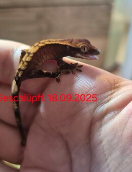 Correlophus ciliatus (Kronengecko Babys) - Ichenhausen