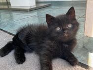Kitten - Leopoldshöhe