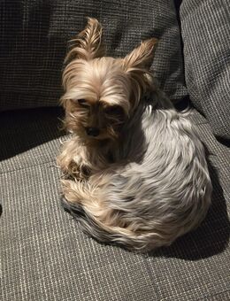 Yorkshire Terrier Hündin abzugeben - Premnitz