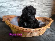 Aussiedoodle Welpen (Hündinnen) - Langenbach (Rheinland-Pfalz)