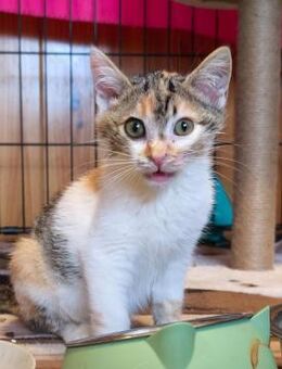 Revi sucht ihren neuen Wohlfühlort - Bad Camberg