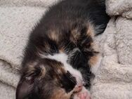 Kleine Kätzchen und Kater - Schorfheide