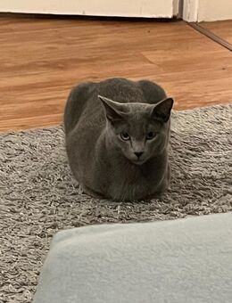 + Zwei junge Russisch-Blau-Kater (8 Monate) - geimpft, kastriert & sehr lieb - suchen gemeinsam ein Zuhause - Nürnberg