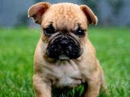 Reinrassige französische Bulldoggen - Eisenberg (Thüringen)
