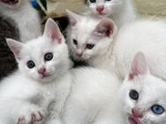 Wunderschöne Kitten suchen ein liebevolles Zuhause - Frechen Zentrum