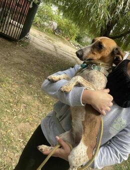 Linett-eine Kämpferin sucht ein Zuhause - Berlin