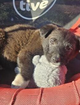 Welpenbub Rocky 🩵 - Laufen