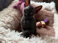 Sphynx Baby Kater, geimpft, geshipt - Bochum