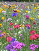 Blumenwiese aus 65 Arten, heimisch mehrjährig winterharte Blumen Bienenweide Blühmischung insektenfreundliches Blume Saatgut Blumen Wildkräuter garden Tier Insekten Vatertag Deutsches Samen Saat Frühling Blumenwiese in 74629