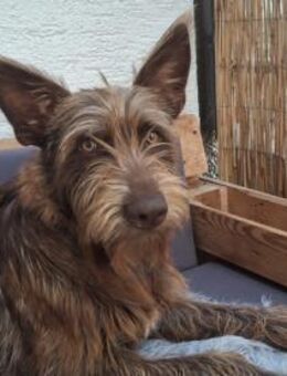 Brown sucht sportliche ruhige Menschen - Untergruppenbach