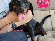 Misha eine freundliche Hündin - Flörsheim-Dalsheim