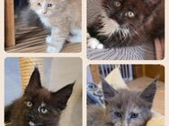Maine Coon Kitten - Herzberg (Harz)