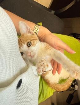 Josephine aus dem Tierschutz - Grevenbroich