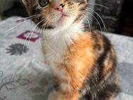Kitten Main Coon/Norweger mix - Mönchengladbach