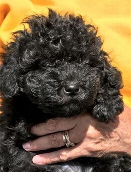 Milo kleiner Minidoodle ( minigoldendoodle) im schwarzen Jäckchen - Waldmünchen Zentrum