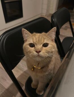 BKH Katze sucht ein neue liebvoll Zuhause ! - Duisburg