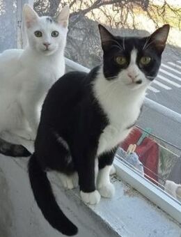 💙😺 Albert & Felix 😺💙 - Eislingen (Fils)