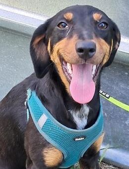 🆘🌸Zarte Lila sucht Schutz & Liebe💔🆘 - Eislingen (Fils)