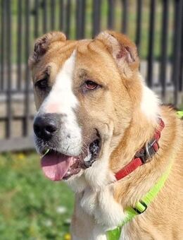 ❤️ Samson - Kissing