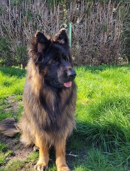 Deutsche Schäferhunde Welpen - Scheibenhardt
