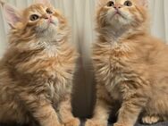 Maine Coon Kitten mit Stammbaum - Duisburg