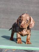 Kaninchendackel in 70374