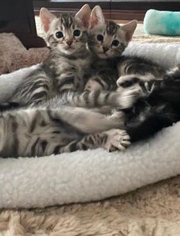 2 Bengal Kater in Marbled suchen ein kuschliges Zuhause - Zinnowitz