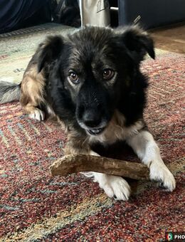 Woody, ruhiges Zuhause gesucht - Albersdorf (Schleswig-Holstein)