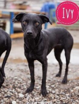 Ivy eine sanfte Seele - Flörsheim-Dalsheim