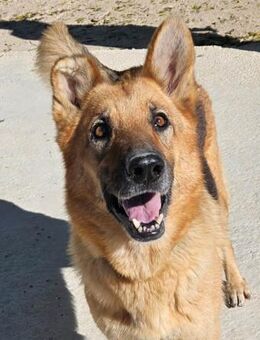 Maggie sehnt sich nach viel Liebe - Laatzen