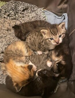Süße, verspielte Kitten suchen ein liebevolles Zuhause 🐾 - Freudenberg (Nordrhein-Westfalen)