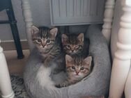 Baby Katzen - Nürtingen Zentrum