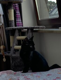 Katze sucht neues Zuhause - Köln