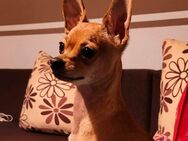Weibchen Chihuahua kurzhaarig zu verkaufen - Solingen (Klingenstadt)