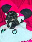 Reinrassige shih tzu toy mädchen in 55116
