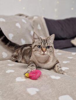 Reinrassige BKH Kitten in SONDERFARBEN - Stuttgart